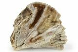 Agatized Fossil Coral Geode - Florida #250935-1